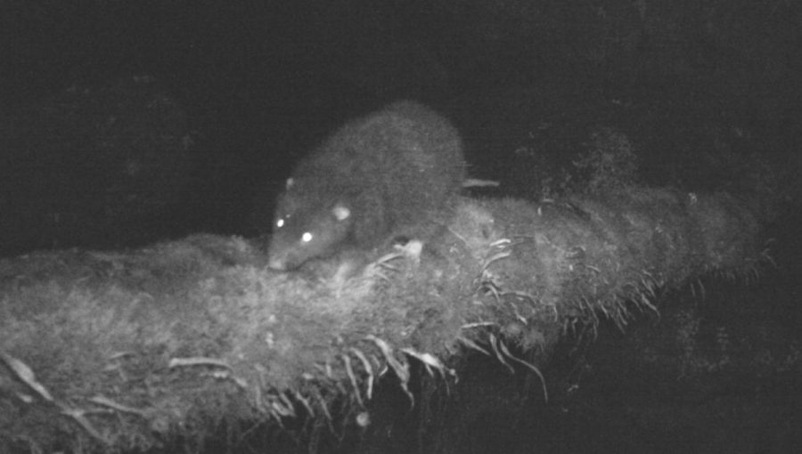 Obria krysa Mallomys istapantap na zábere z fotopasce.