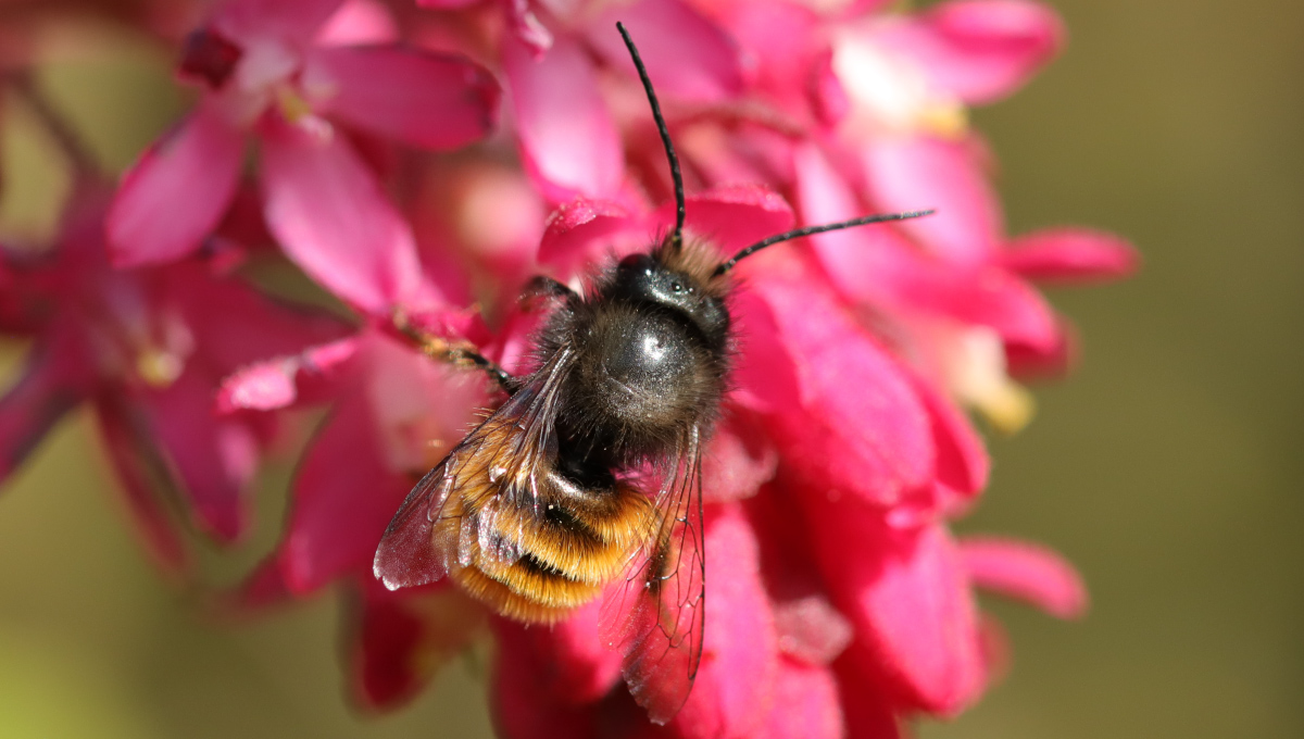 Včela Osmia cornuta. Zdroj: iStock.com/DE1967