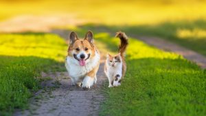 Chlpatí priatelia mačka a pes corgi sa prechádzajú po zelenej tráve na letnej ceste. Zdroj: iStock.com/Nataba