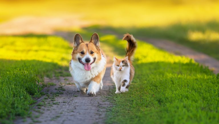 Chlpatí priatelia mačka a pes corgi sa prechádzajú po zelenej tráve na letnej ceste. Zdroj: iStock.com/Nataba