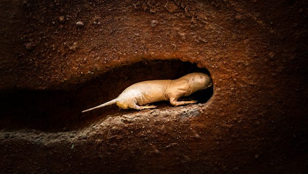 Rypoš lysý v podzemí. Zdroj: iStock.com/Diy13