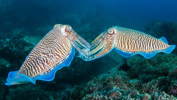 Párik sépii na koralovom útese v súostroví Mergui. Zdroj: iStock.com/WhitcombeRD