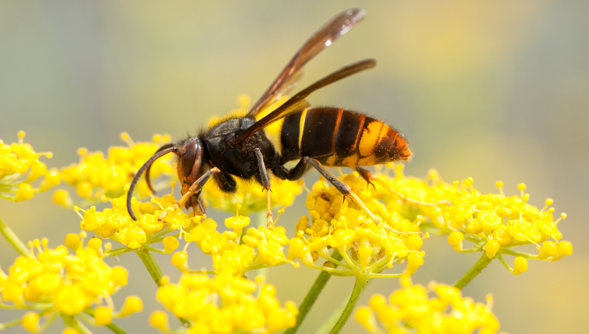 Sršeň ázijský (vespa velutina). Zdroj: iStock.com/AlbertoNovo