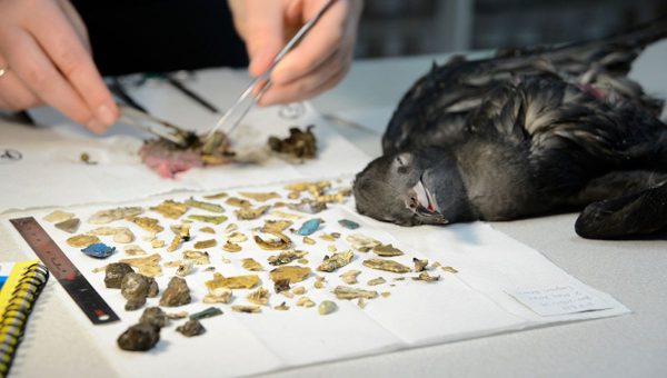 Mladý víchrovník mal v žalúdku dvojnásobné množstvo plastov, ako iní vtáci, ktorých vedci doteraz skúmali.