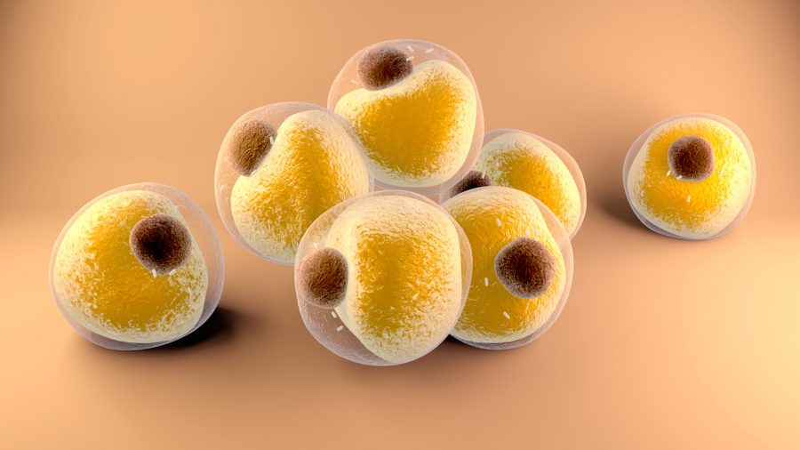 Adipocyty tukové bunky. Zdroj: iStock/Design Cells