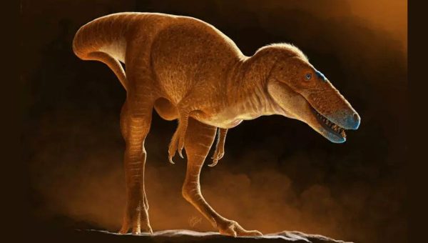 Vizualizácia dinosaura Khankhuuluu mongoliensis, ktorý je najnovším prírastkom do rodokmeňa tyranosauridov.