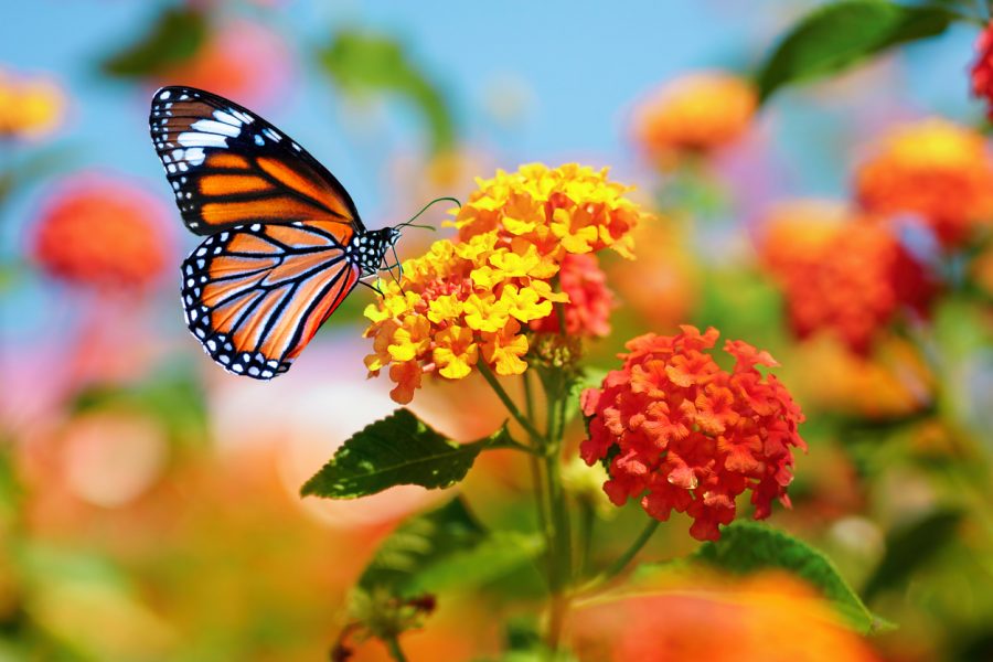 Motýľ. Zdroj: iStock/Larysa Pashkevich