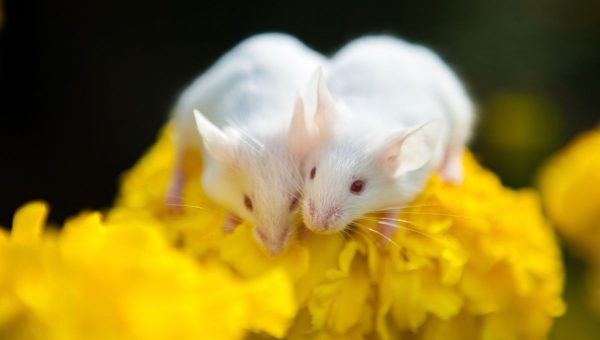 Myši. Zdroj: iStockphotos.com. Autor: vadimrysev