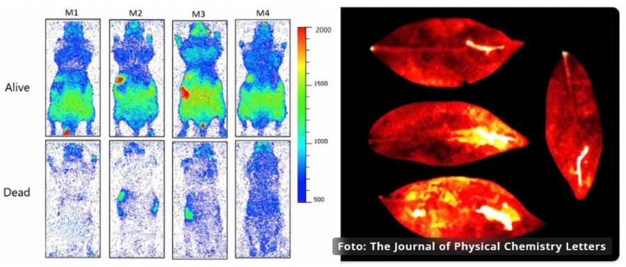 Porovnanie vyžarovania svetla počas života a po smrti myší. Zdroj: The Journal of Physical Chemistry Letters