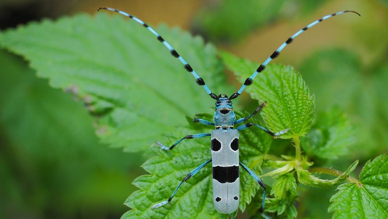 Fuzáč alpský (rosalia alpina). Zdroj: iStock.com/SzymonBartosz