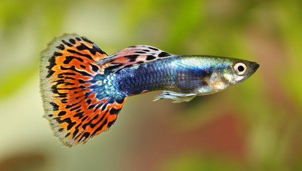 Rybička gupka dúhová (Poecilia reticulata). Zdroj: iStock.com/Mirko_Rosenau