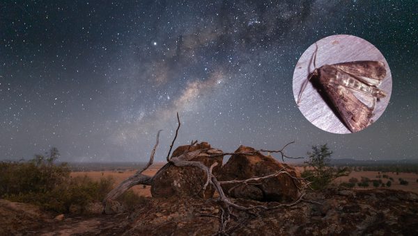 Hviezdnatá obloha a nočný motýľ Agrotis infusa. Zdroj: iStock.com/Conor Moore; R.Jessop © Australian Museum