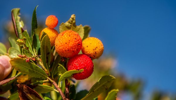Plody jahodovca obyčajného (Arbutus Unedo). Zdroj: iStock.com/precinbe