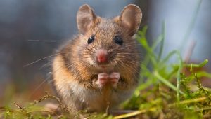 Myš. Zdroj: iStock.com/CreativeNature_nl