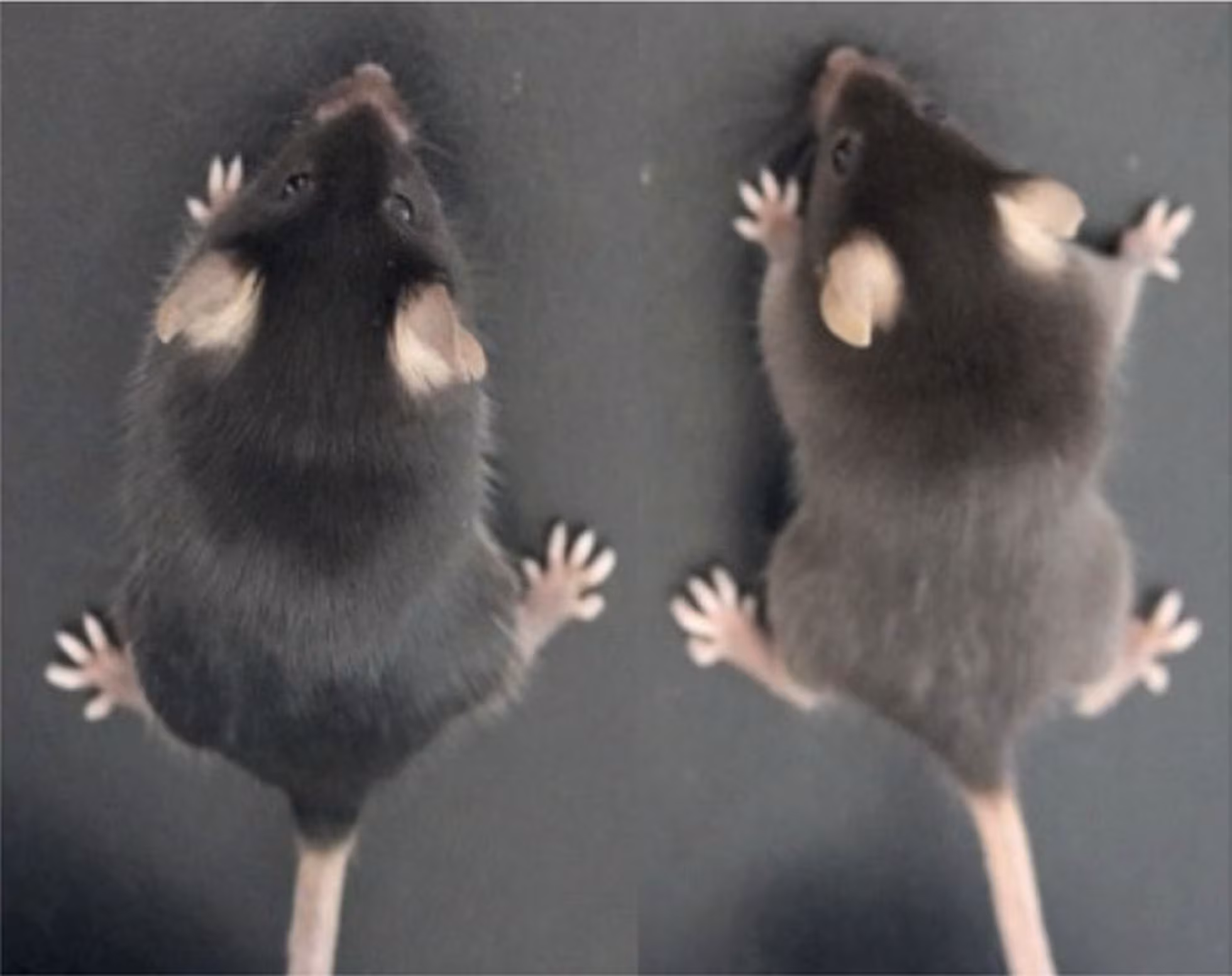 Vpravo myš s čiernou srsťou, vľavo myš so zmeneným genómom s hnedou srsťou. Zdroj: Instituto de Zooología Academia China de Ciencias.
