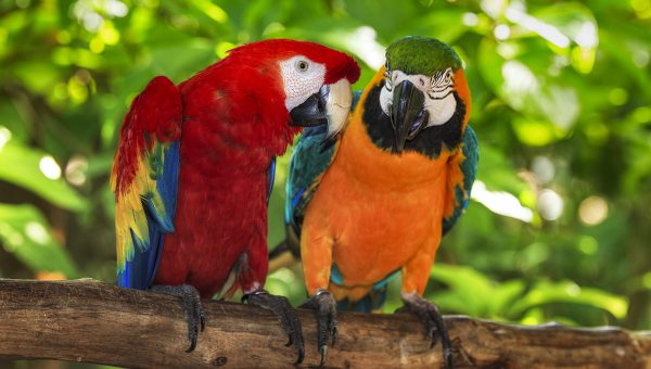 Papagáje. Zdroj: iStock.com/dmodlin01