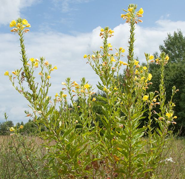Pupalka dvojročná (Oenothera biennis L. s. l.) je krásna, vysoká, vzpriamená bylina s jasne žltými kvetmi.