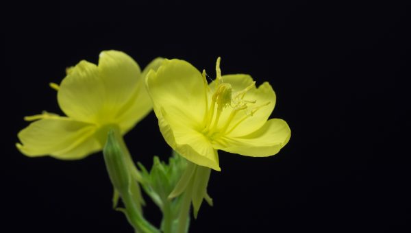 Kvet pupalky dvojročnej. Zdroj: iStock.com/ouchi_iro