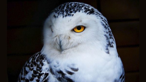 Žiaden iný vták nelieta tak ticho. Na obrázku je nádherná a v našich končinách vzácna belaňa tundrová (Bubo scandiacus).