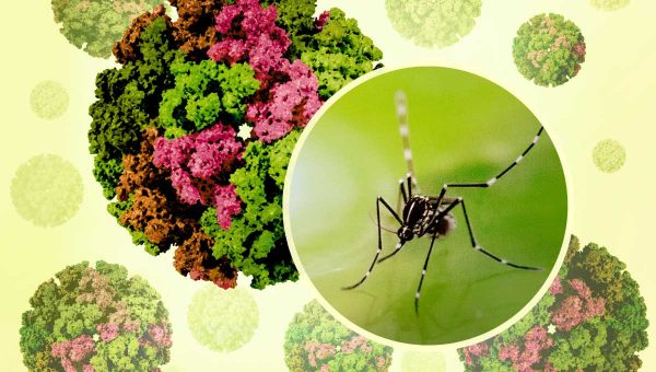 Vírus chikungunya prenášajú samičky komárov, najčastejšie druhy Aedes aegypti a Aedes albopictus (tigrovaný komár, na obrázku), ktoré sa v dôsledku otepľujúceho podnebia šíria do severnejšie položených oblastí. Zdroj: Wikimedia Commons. Credit: NIAID