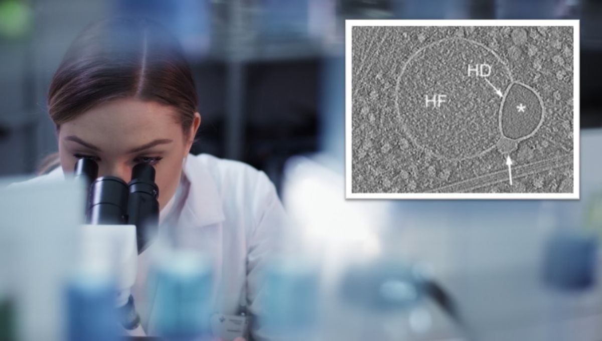 Koláž: Vedkyňa s mikroskopom - zdroj: iStock/yalax; nová bunková štruktúra - zdroj: (Tavakoli a kol., Nat. Commun., 2025)