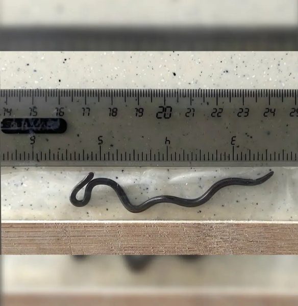 Najmenší had pred pravítkom