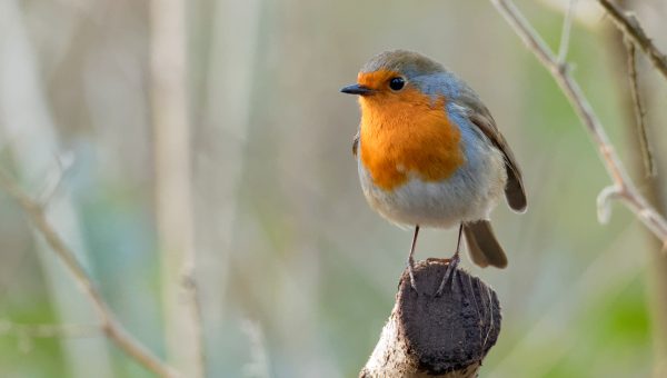 Červienka. Zdroj: iStock.com/James Gledhill