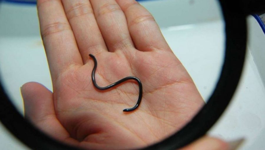 Had na dlani pod lupou