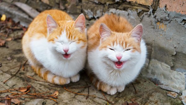 Dve mňaukajúce mačky. Zdroj: iStock.com/Tat'yana Andreyeva