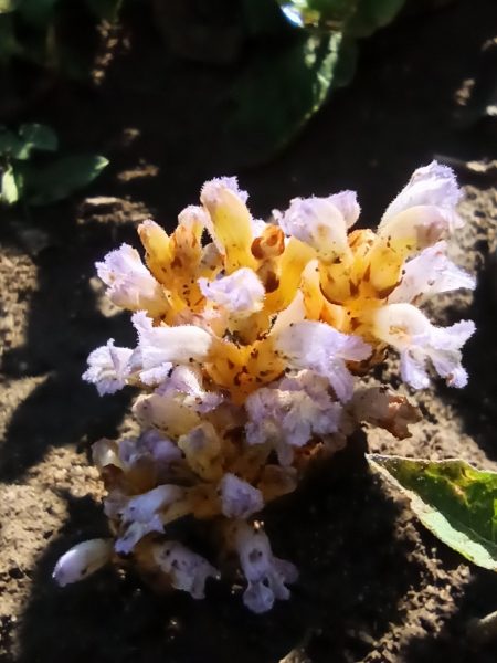 Rastlina napadnutá parazitom.