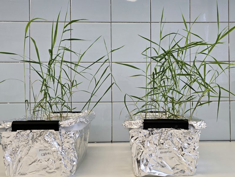 Rastliny v kvetináči v laboratóriu