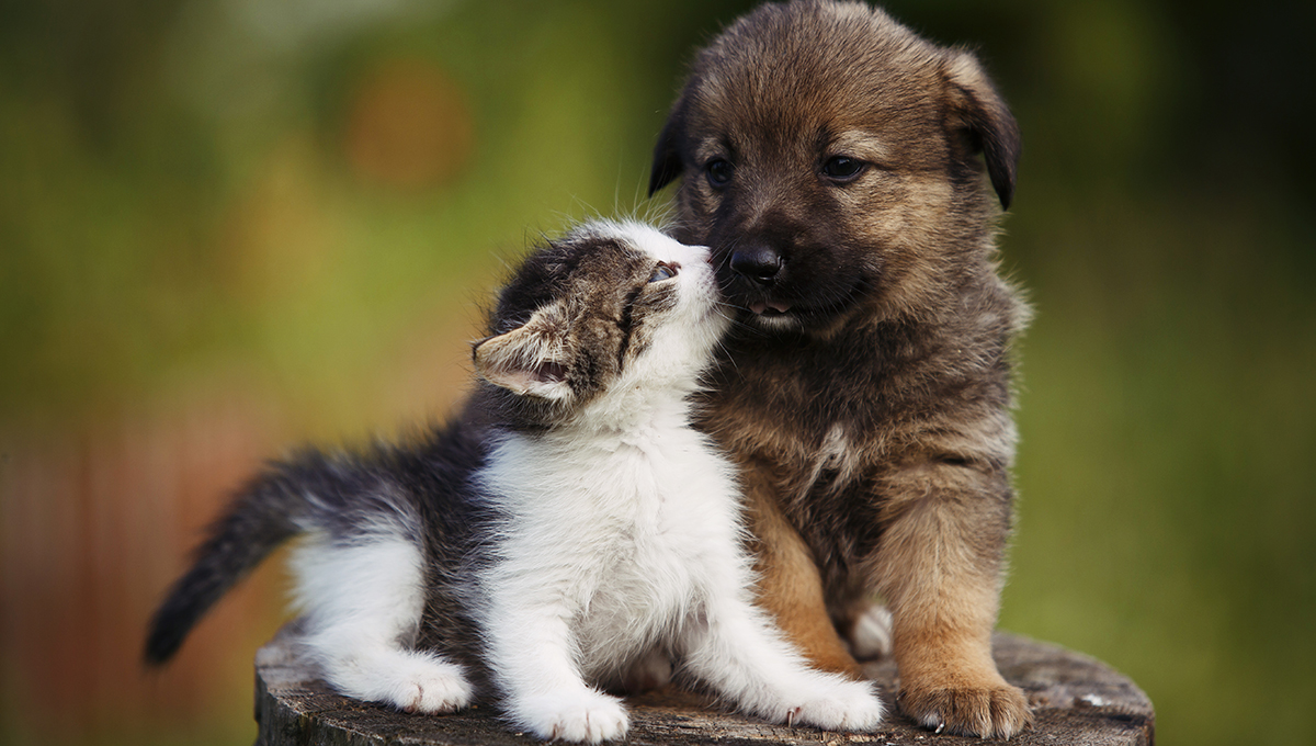 Mačiatko a šteňa. Zdroj: iStock.com/Dixi_