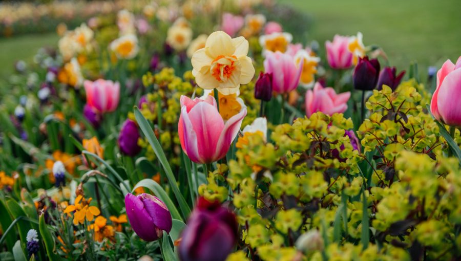 Tulipány a narcisy. Zdroj: iStock.com/EyeEm Mobile GmbH