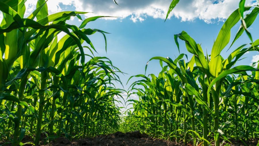 Kukurica. Zdroj: iStockphotos.com. Autor: Yevhen Smyk