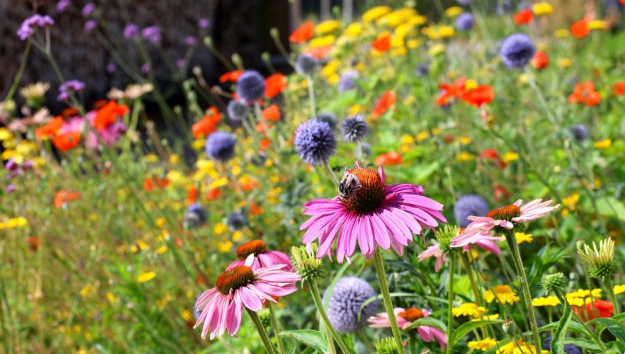 Lúčne kvety. Zdroj: iStock/Marina Lohrbach
