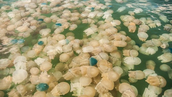 Medúzy. Zdroj: iStock/MarineMan