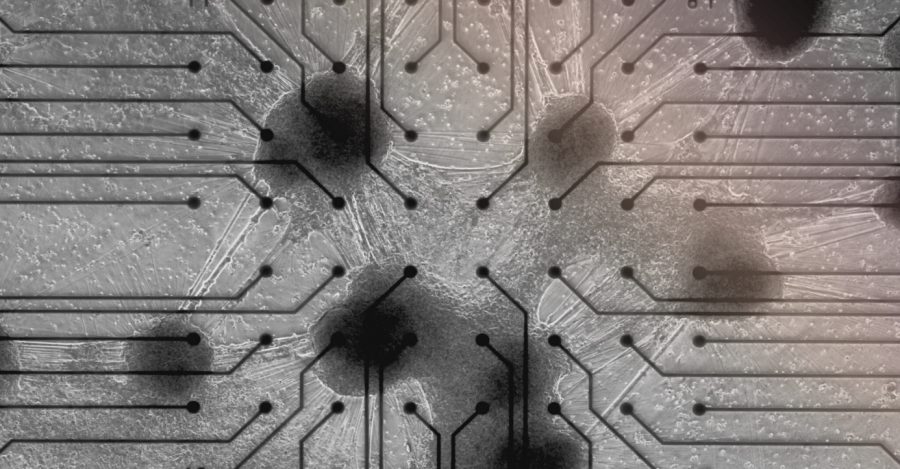 Vizualizácia: organoidy napojené na digitálne rozhranie. Zdroj: Cortical Labs