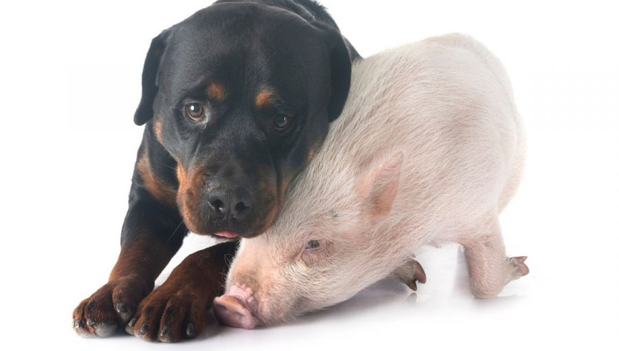 Pes a prasiatko. Zdroj: iStock/cynoclub