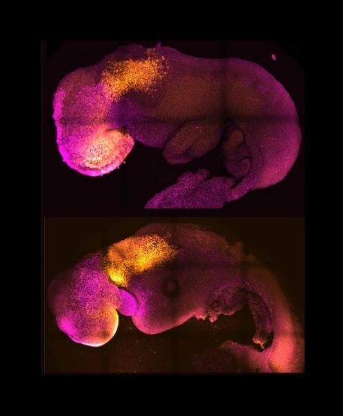 Prirodzené (hore) a umelo vypestované (dole) embryá vedľa seba, aby sa ukázala porovnateľná formácia mozgu a srdca. Zdroj: Amadei a Handford