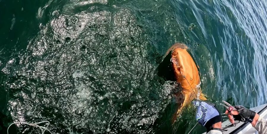 V Kostarike chytili unikátneho žraloka oranžovej farby. Zdroj: Facebook/ParisminaDomusDei