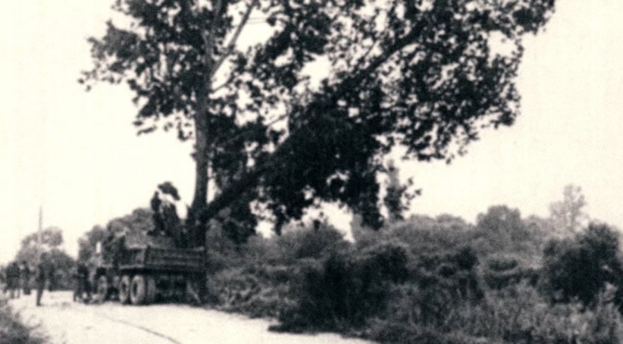 Výrub stromu počas operácie Paul Bunyan. Zdroj: Youtube/DarkDocs