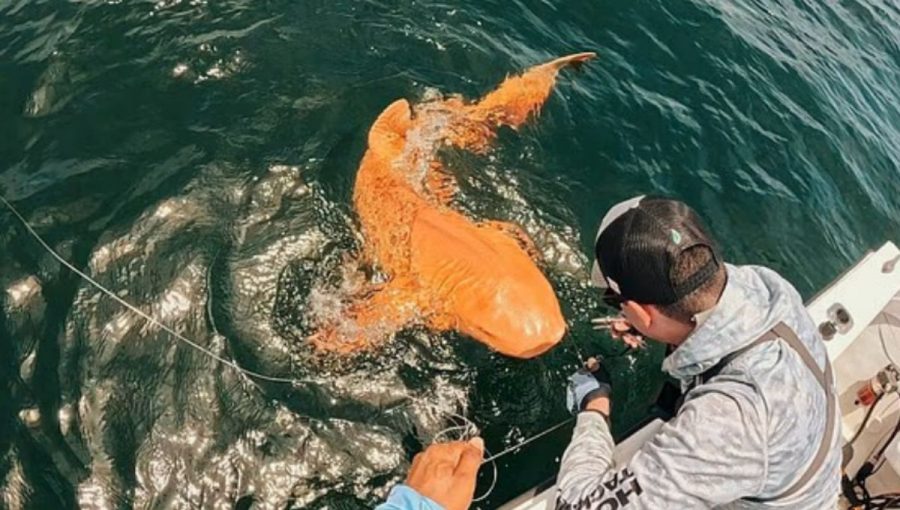 Žralok bradavičnatý s xantizmom. Zdroj: Facebook/ParisminaDomusDei
