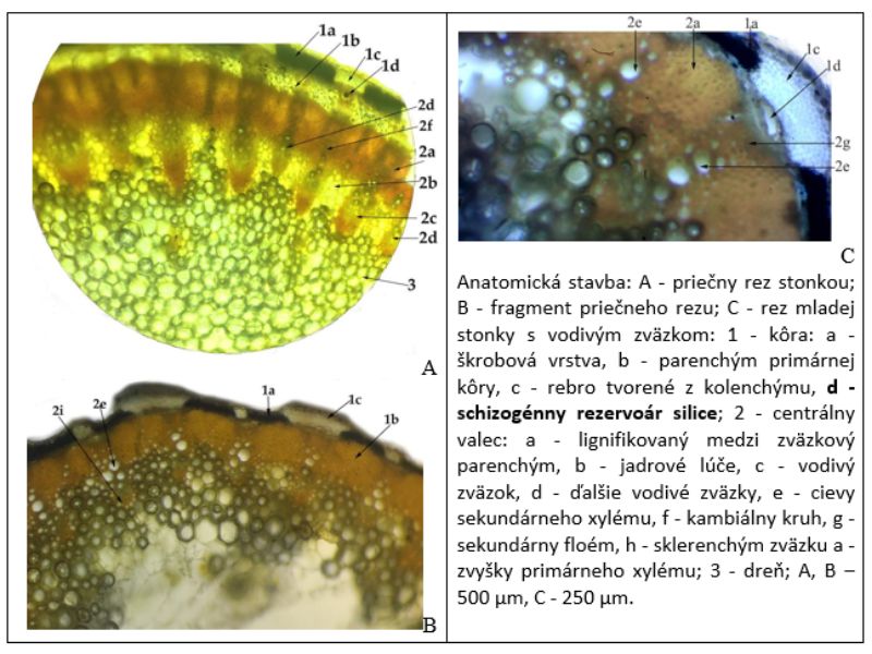 Anatomická stavba stonky. 