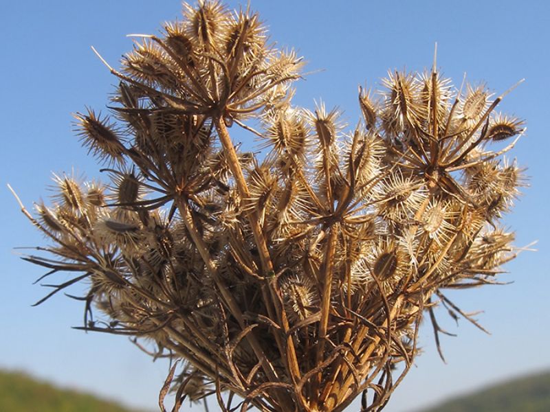 Dozreté súkvetie mrkvy. 