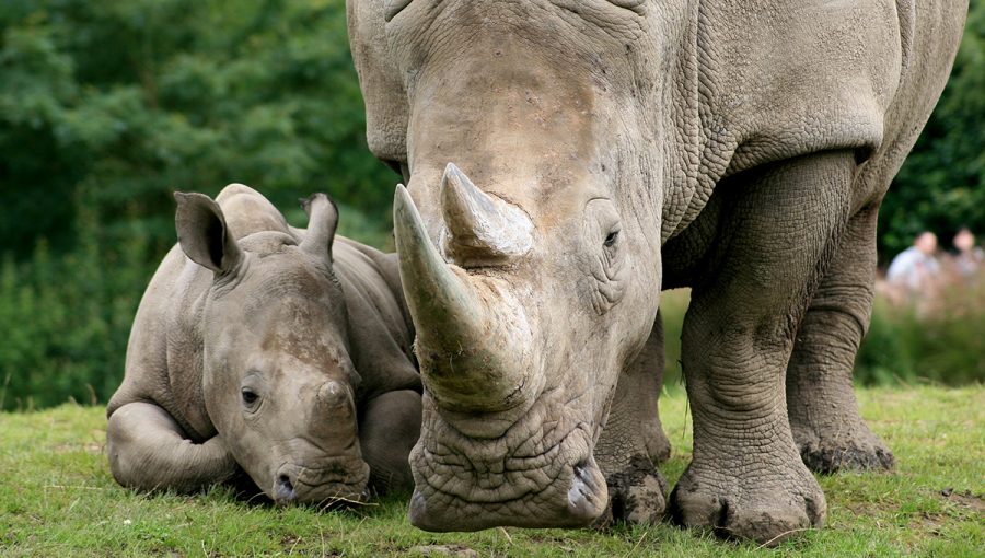 Samica s mláďaťom nosorožca tuponosého (Ceratotherium simum). Zdroj: iStock.com/dlugoska