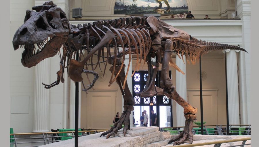 Skelet tyranosaura s prezývkou Sue v priestoroch Field Museum of Natural History v Chicagu.