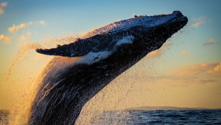 Vráskavec dlhoplutvý. Zdroj: iStock.com/Wirestock