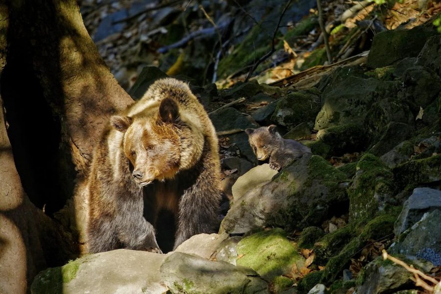 Kliešte a osy sú omnoho nebezpečnejšie ako medvede. Zdroj: Adam Baštek_Arolla Film