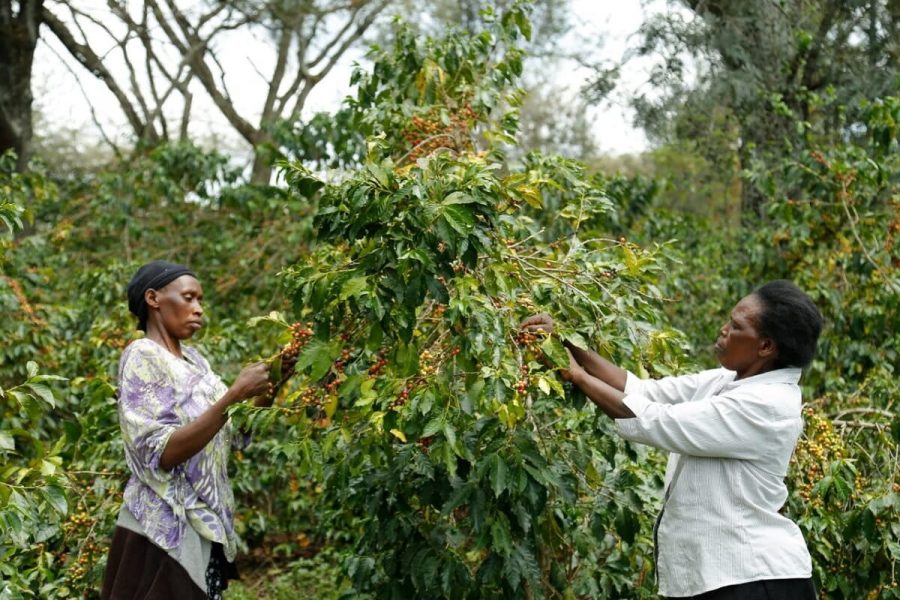 Dve ženy zbierajú kávu. 