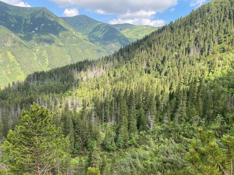 Stále prichádzame o cenné lokality, ktoré ak aj nie sú pralesmi, majú k nim blízko a mohli by sa stať divočinou. Zdroj: Erik Baláž